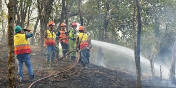 Kebakaran Lahan Belukar di Tegal Rejo Lawang Kidul, Damkar Bersama TNI-Polri dan Warga Bergerak Cepat