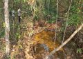 Viral di Medsos, Diduga Beruang Hitam Muncul Dua Hari di Sungai Rambang Muara Enim