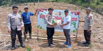 Polsek Semende Darat Laut Tanam Jagung di Lahan 12 Hektare, Dukung Program Ketahanan Pangan
