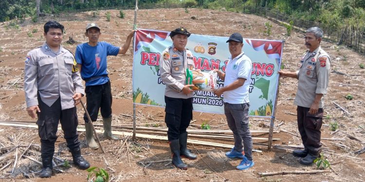 Polsek Semende Darat Laut Tanam Jagung di Lahan 12 Hektare, Dukung Program Ketahanan Pangan